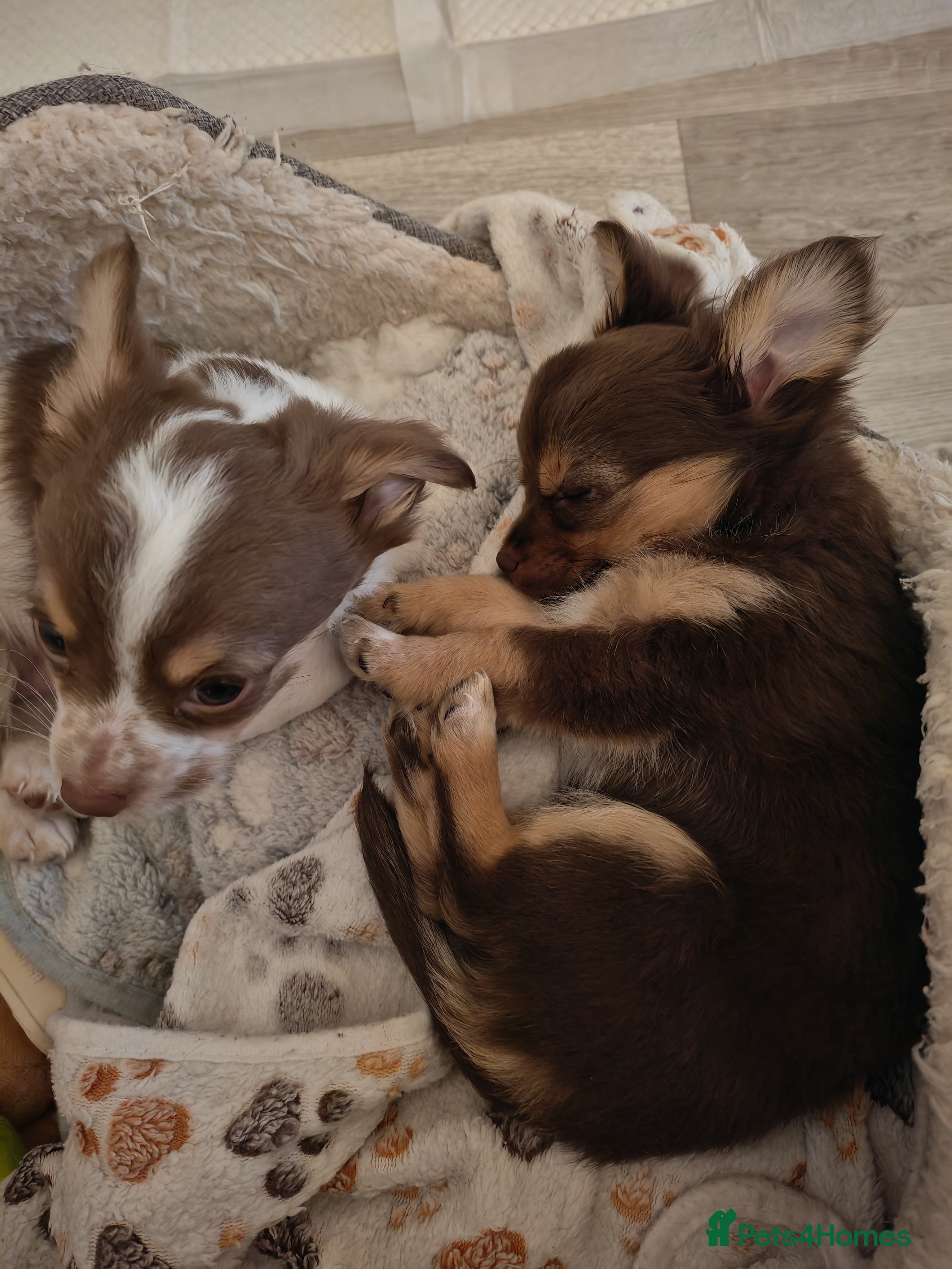 Chihuahua dogs Ready now long haired chihuahua puppies  - Advert 16