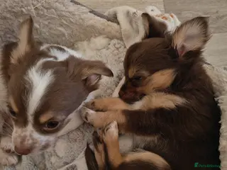 Chihuahua dogs Ready now long haired chihuahua puppies - Advert 16