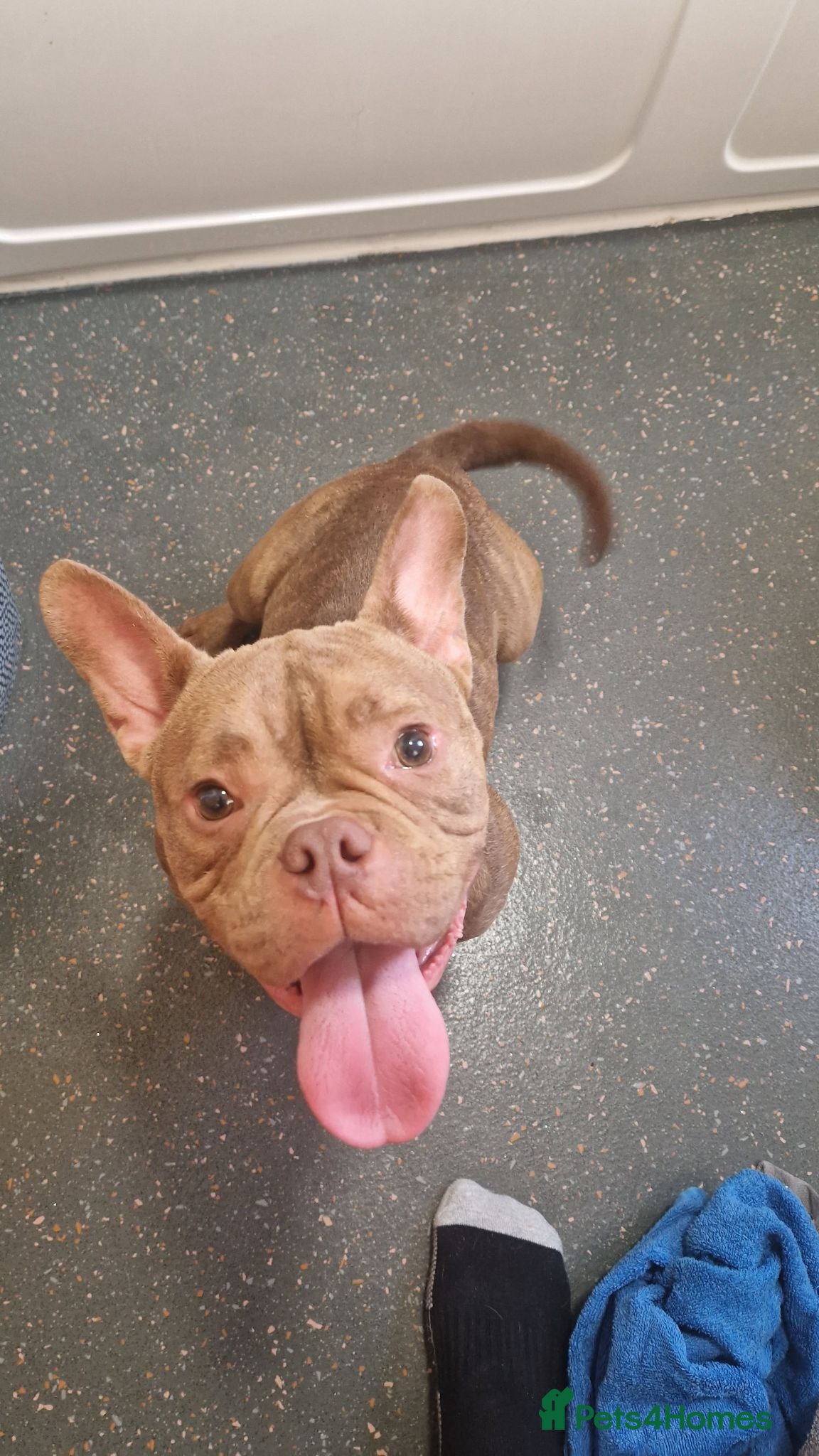 American Bully dogs 10 month old micro bully  - Advert 2