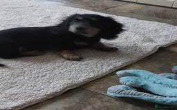 Miniature Dachshund dogs for sale: READY NOW BLACK & CREAM KC REG MINI L HAIRED DAXIS - Image 11