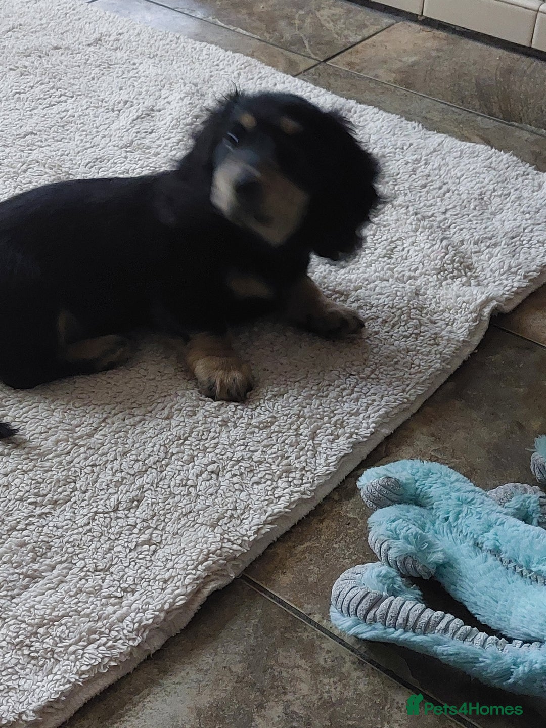 Miniature Dachshund dogs for sale: READY NOW BLACK & CREAM KC REG MINI L HAIRED DAXIS - Image 11