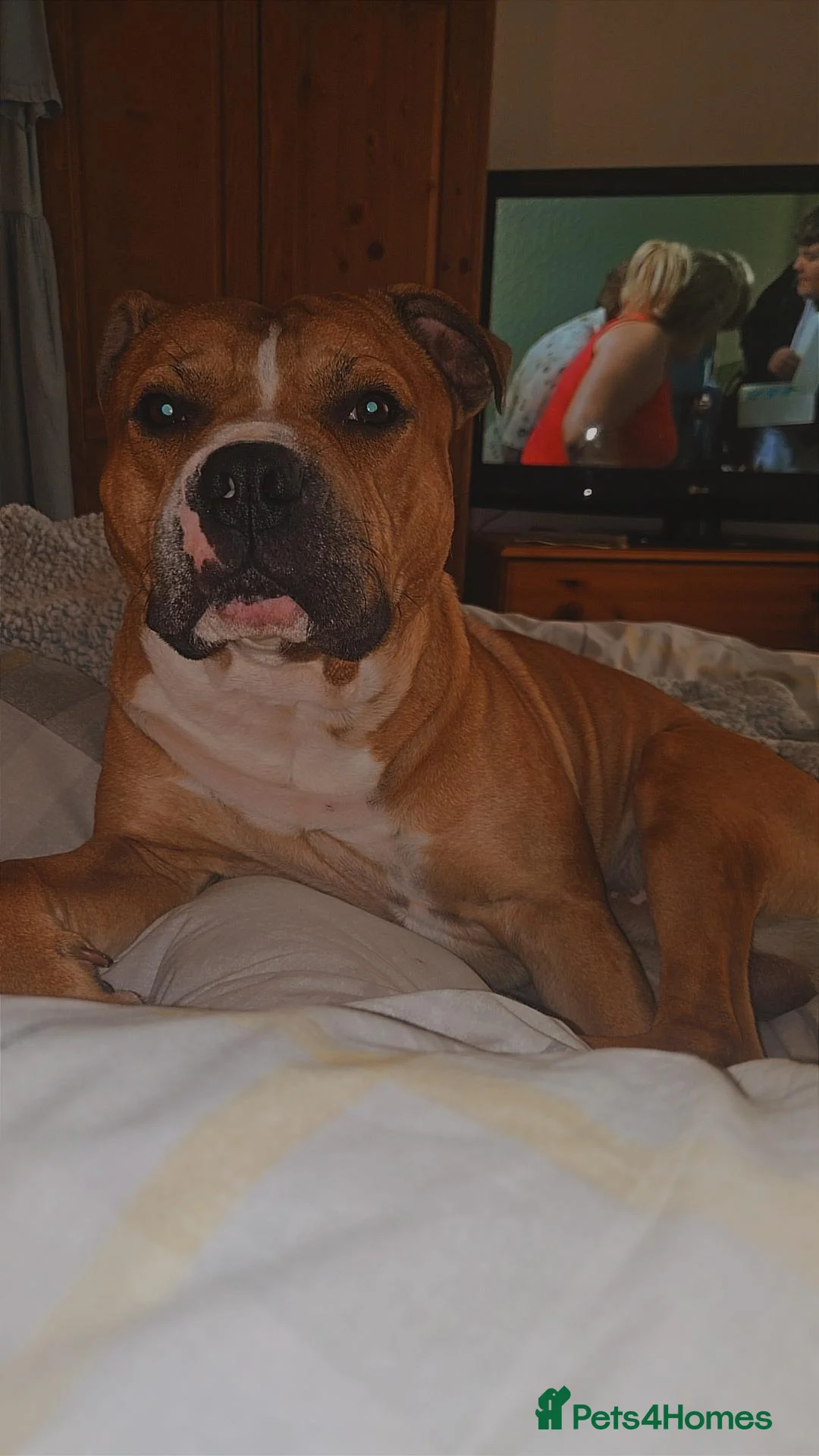 Staffordshire Bull Terrier dogs for stud: Staffordshire-bull-terrier for STUD - Advert 2