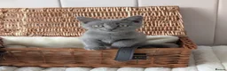 British Shorthair cats for sale: 💙Gorgeous British Shorthair / Longhair Kittens 💙 - Advert 12