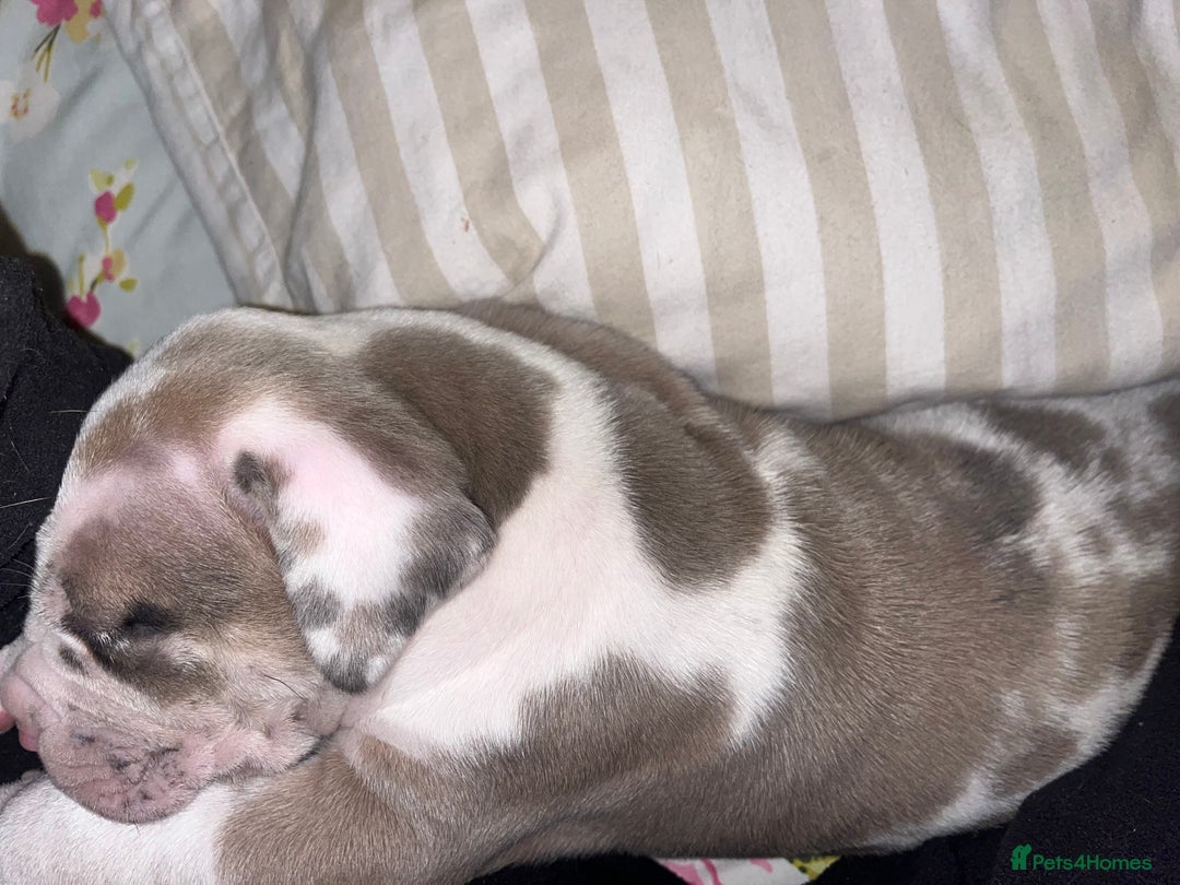 Mixed Breed dogs for sale: Beautiful sable (or blue) harlequin puppy  - Advert 6
