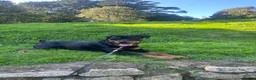 Rottweiler dogs for sale: Female Rottweiler 15 months old  - Advert 5