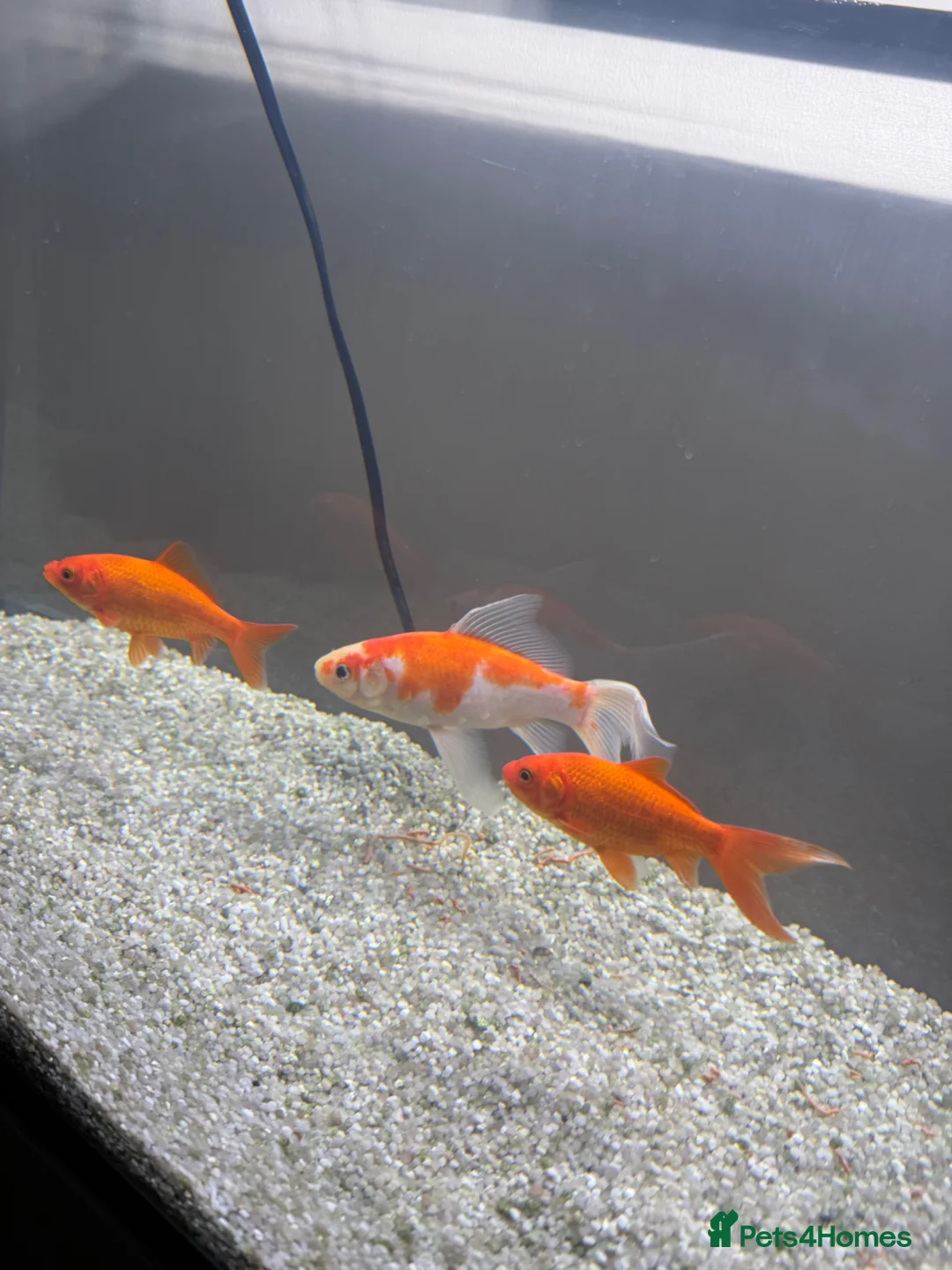 Goldfish fish for sale: 3 Goldfish  - Advert 1