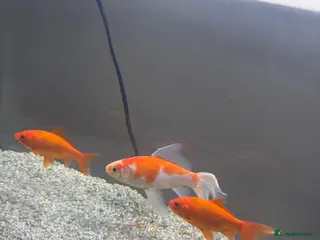 Goldfish fish 3 Goldfish - Advert 1