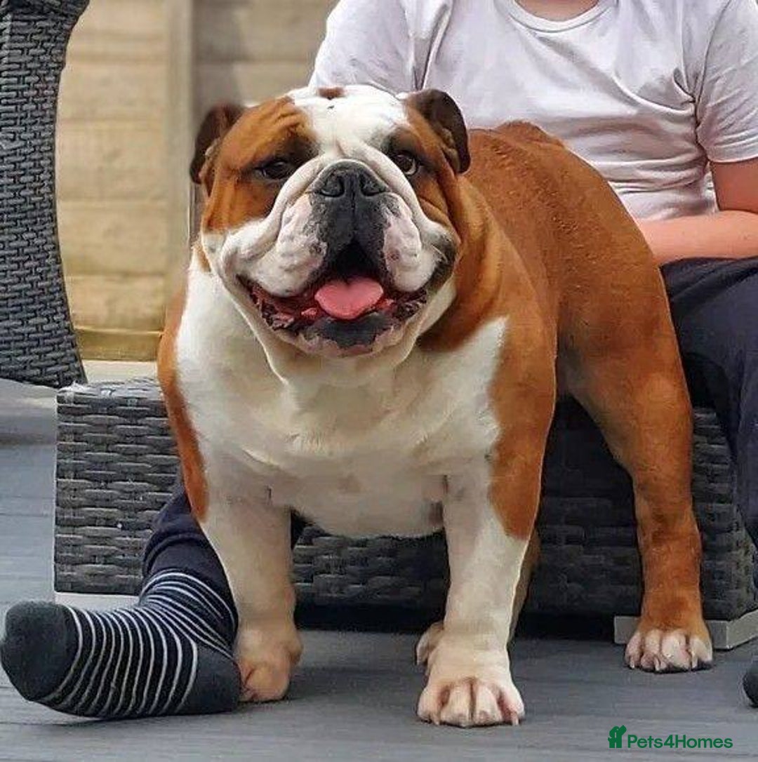 English Bulldog dogs for stud: Silver Health Tested - Proven Guaranteed Success - Advert 2