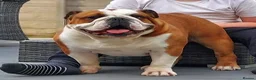 English Bulldog dogs for stud: Silver Health Tested - Proven Guaranteed Success - Advert 2