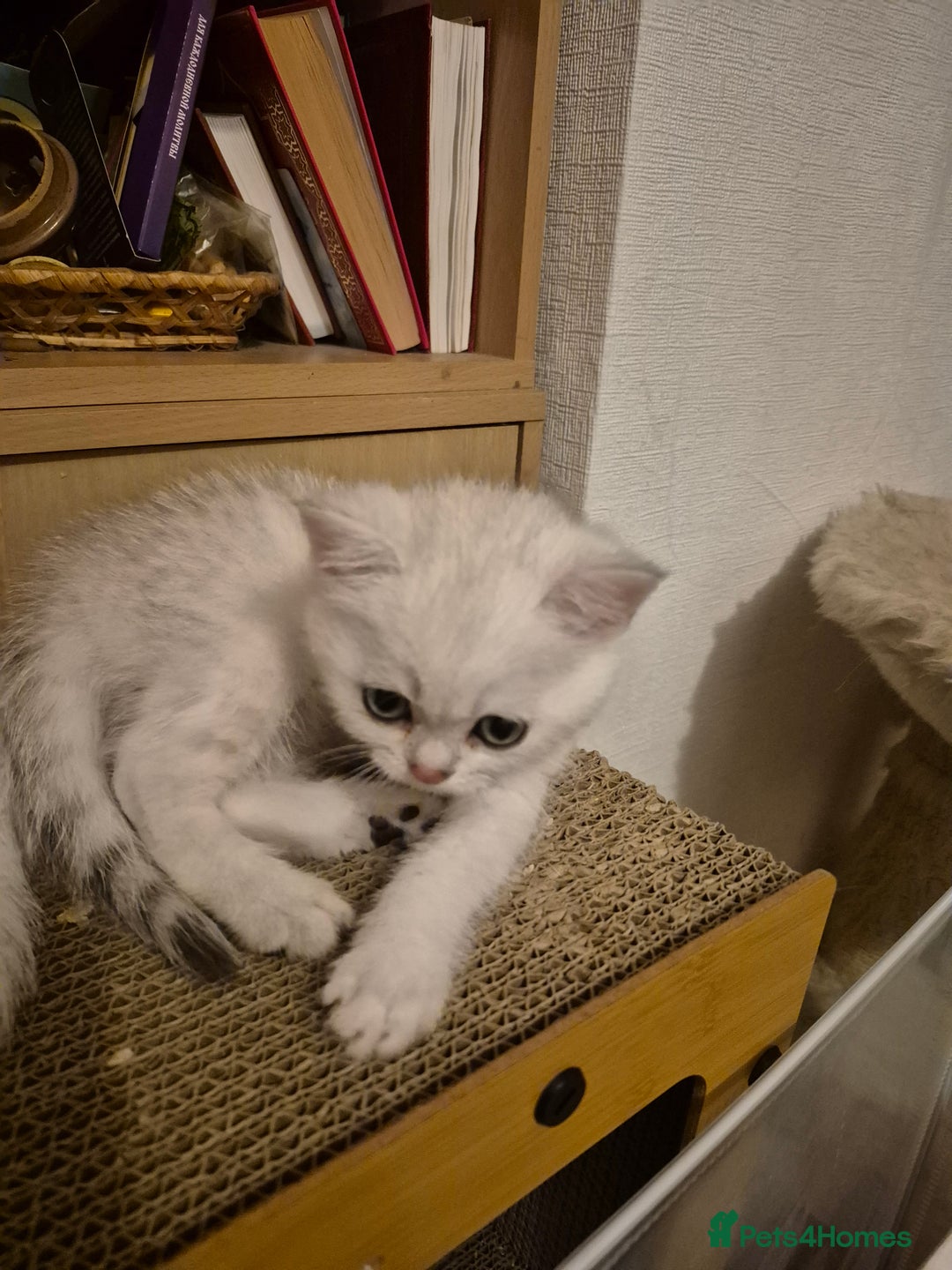 British Shorthair cats for sale: British shorthair - Image 10