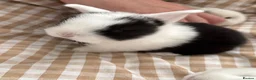 Mini Lop rabbits for sale: Beautiful Mini Lops to reserve  - Advert 36