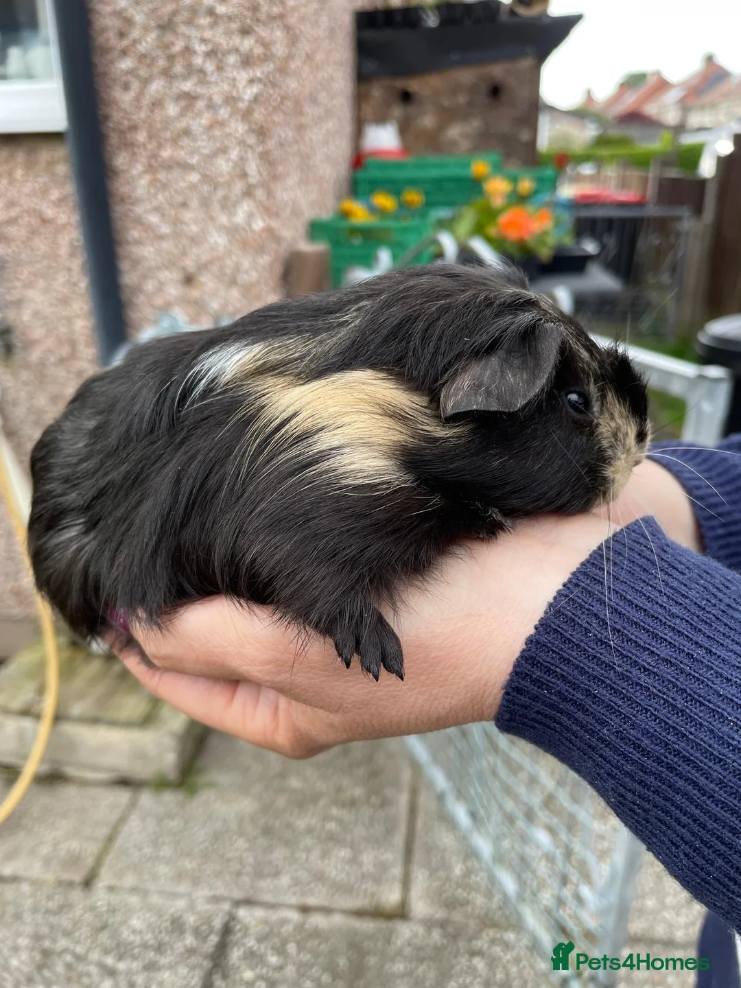Guinea Pig rodents for sale: Female guinea pigs - Advert 2