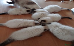 Ragdoll cats for stud: GCCF Active Register Seal Point Awesome Ragdoll in Luton - Image 18