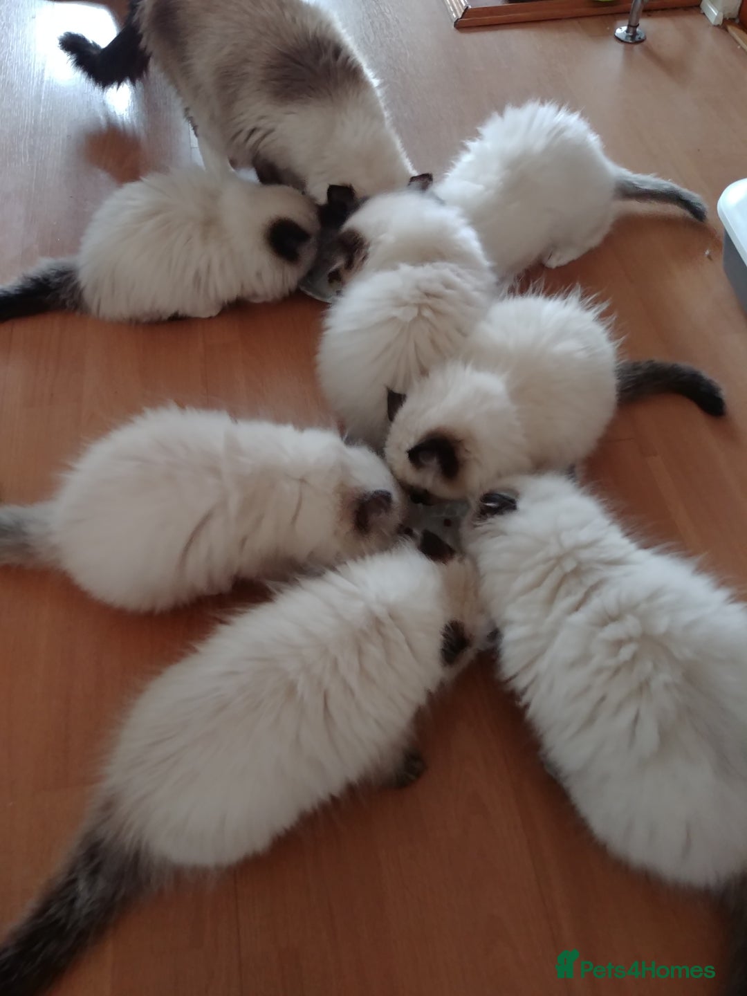 Ragdoll cats for stud: GCCF Active Register Seal Point Awesome Ragdoll in Luton - Image 18
