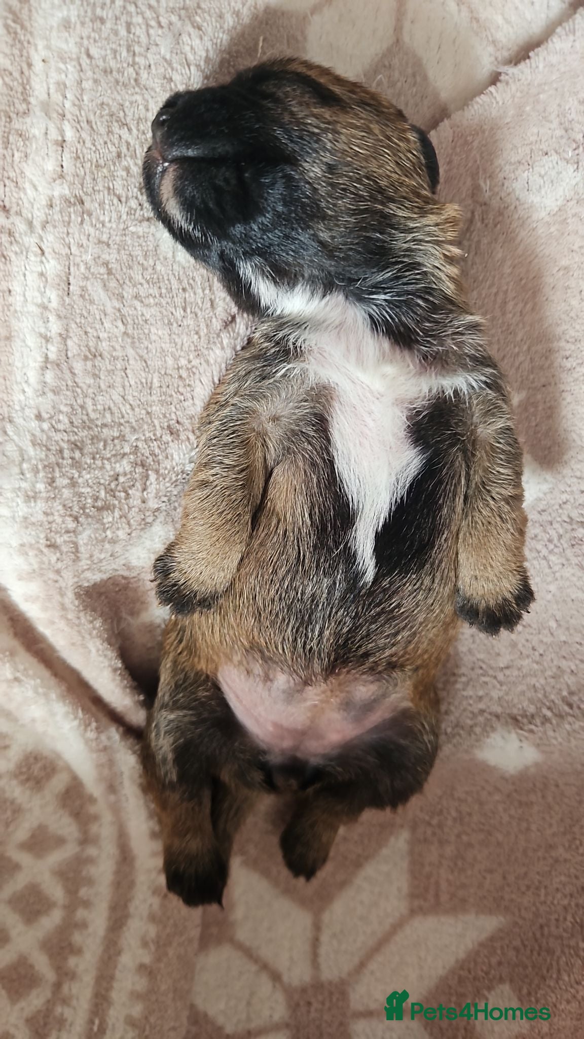 Border Terrier dogs BORDER TERRIER. - Advert 21