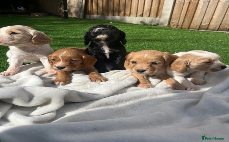 Cocker Spaniel dogs - Advert 14