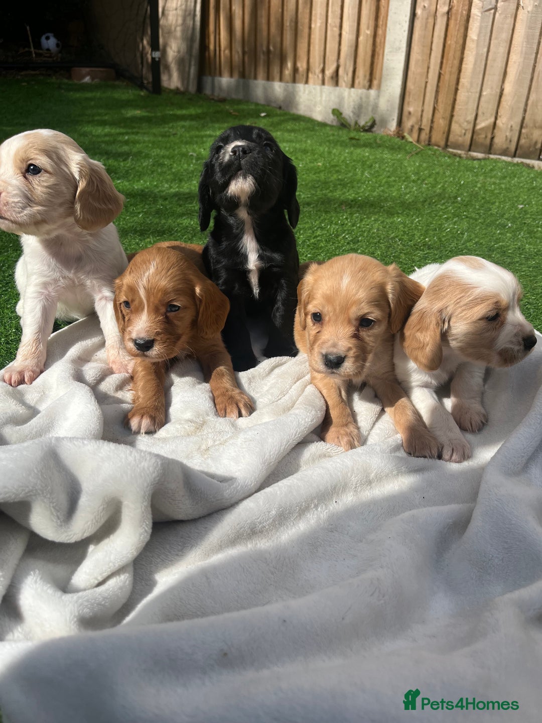 Cocker Spaniel dogs for sale: 4 LOVELY COCKER SPANIELS--10 WKS - Image 2
