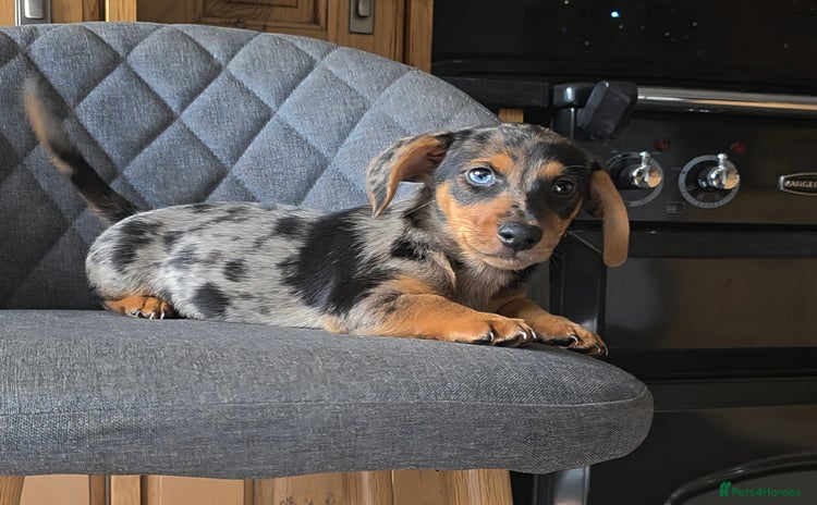 Mixed Breed dogs - Advert 4