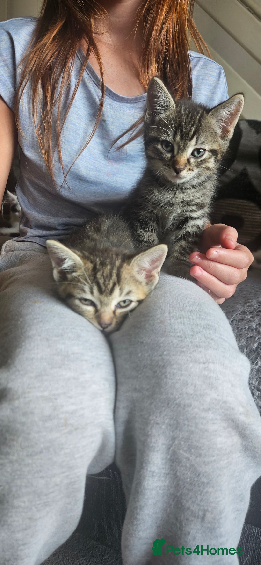 Mixed Breed cats for sale: **READY NOW** Gorgeous Half ragdoll kittens - Image 20