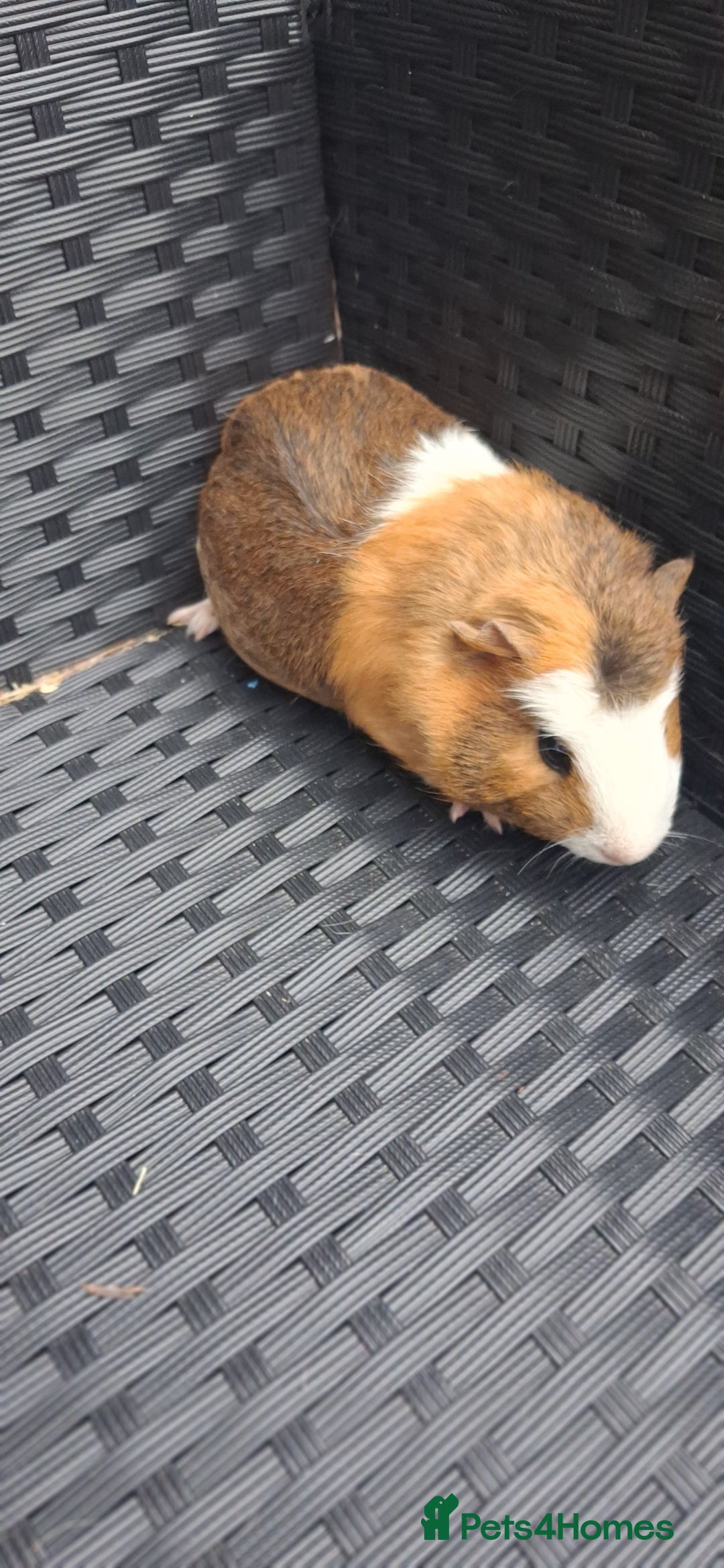Guinea Pig rodents for sale: 6 baby girl guinea pigs  - Image 9