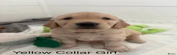 Golden Retriever dogs for sale: KC registered Golden Retriever Puppies - Advert 7