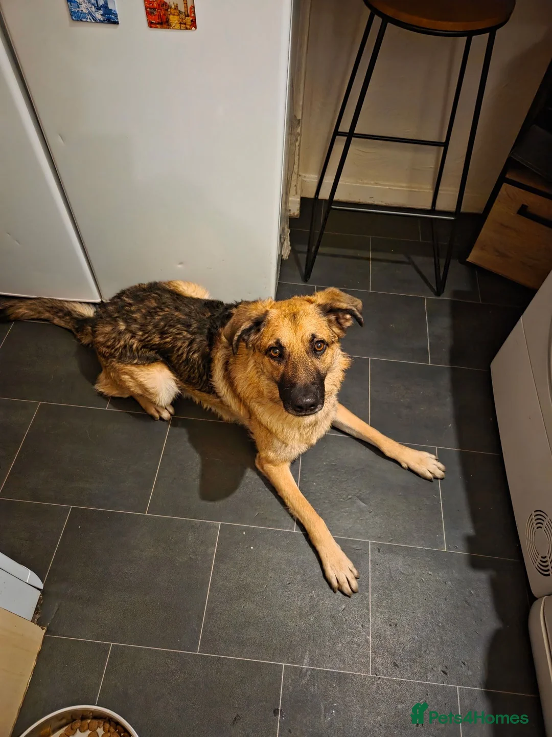 Mixed Breed dogs for sale: German Shepherd X German Shepherd Poodle cross in Middlesbrough - Advert 1