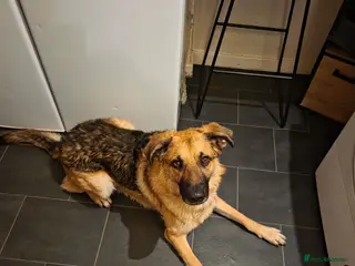 Mixed Breed dogs German Shepherd X German Shepherd Poodle cross in Middlesbrough - Advert 1