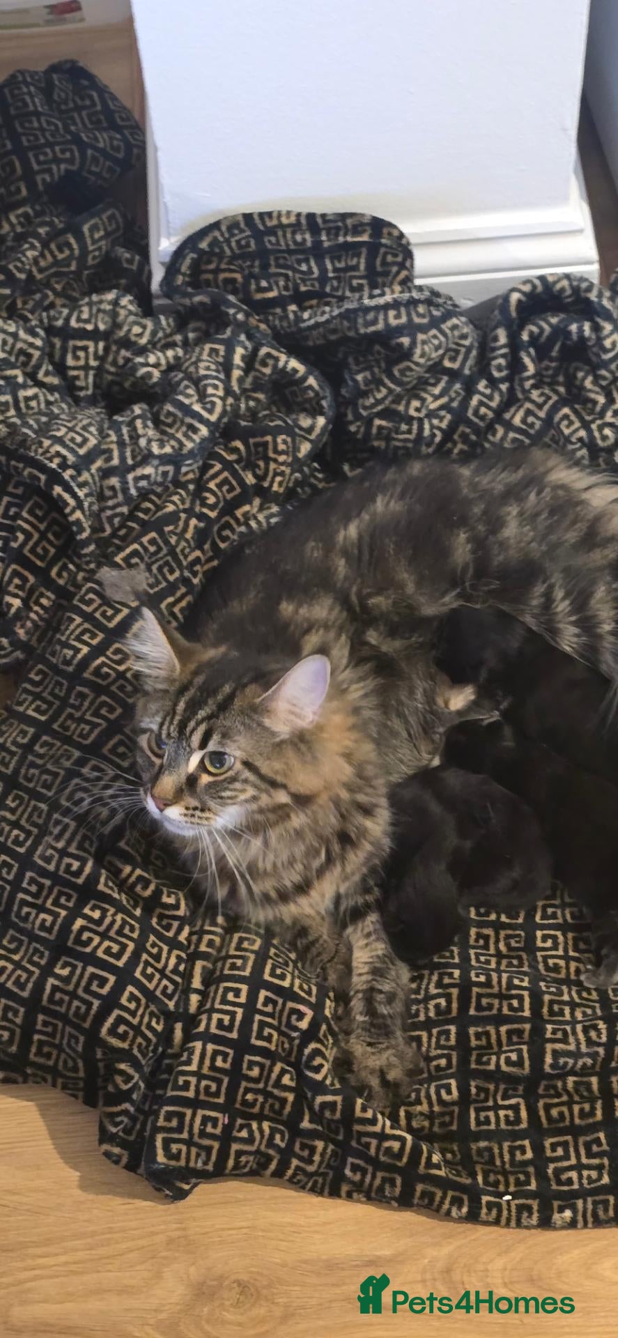 Maine Coon cats Tice registered maine coons - Advert 2