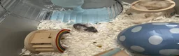 Hamster rodents for sale: Very friendly Russian Dwarf hamster  - Advert 10