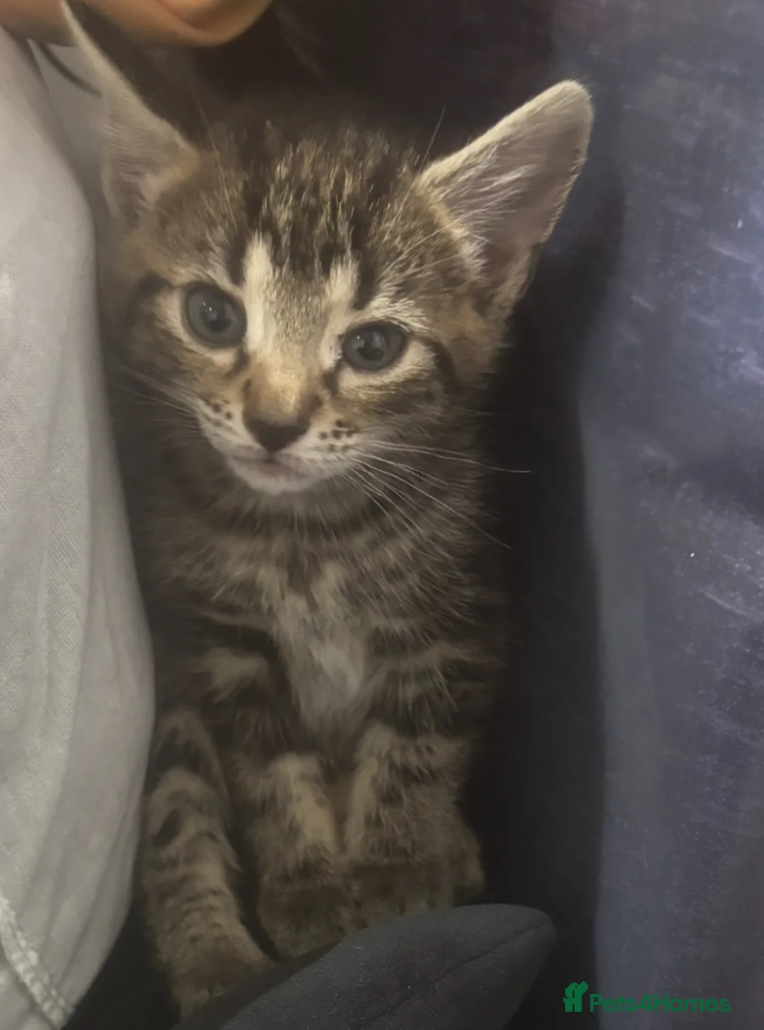 Mixed Breed cats for sale: Kittens - Advert 2