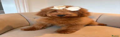 Cockapoo Puppy 3