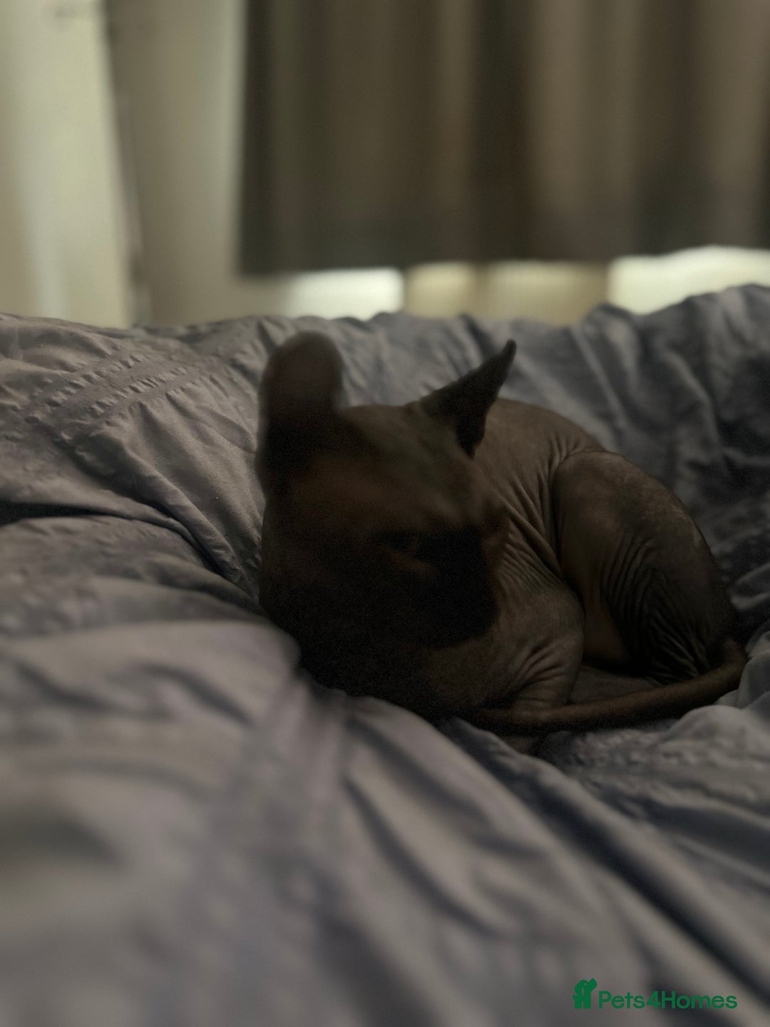 Sphynx cats for stud: Stunning blue Elf - Advert 9