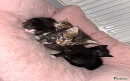 Mixed Breed cats for sale: Kittens  - Image 2