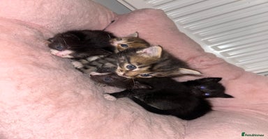 Mixed Breed cats - Advert 14