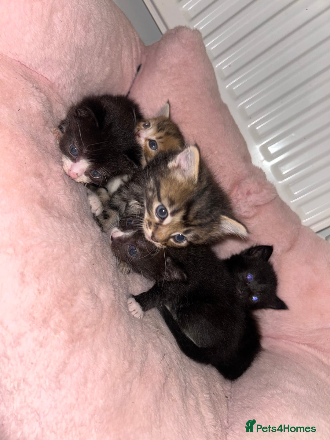 Mixed Breed cats for sale: Kittens  - Image 2
