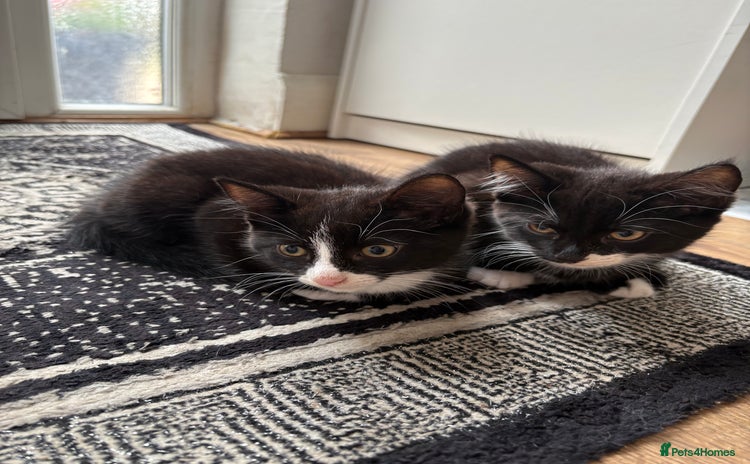 Mixed Breed cats - Advert 1