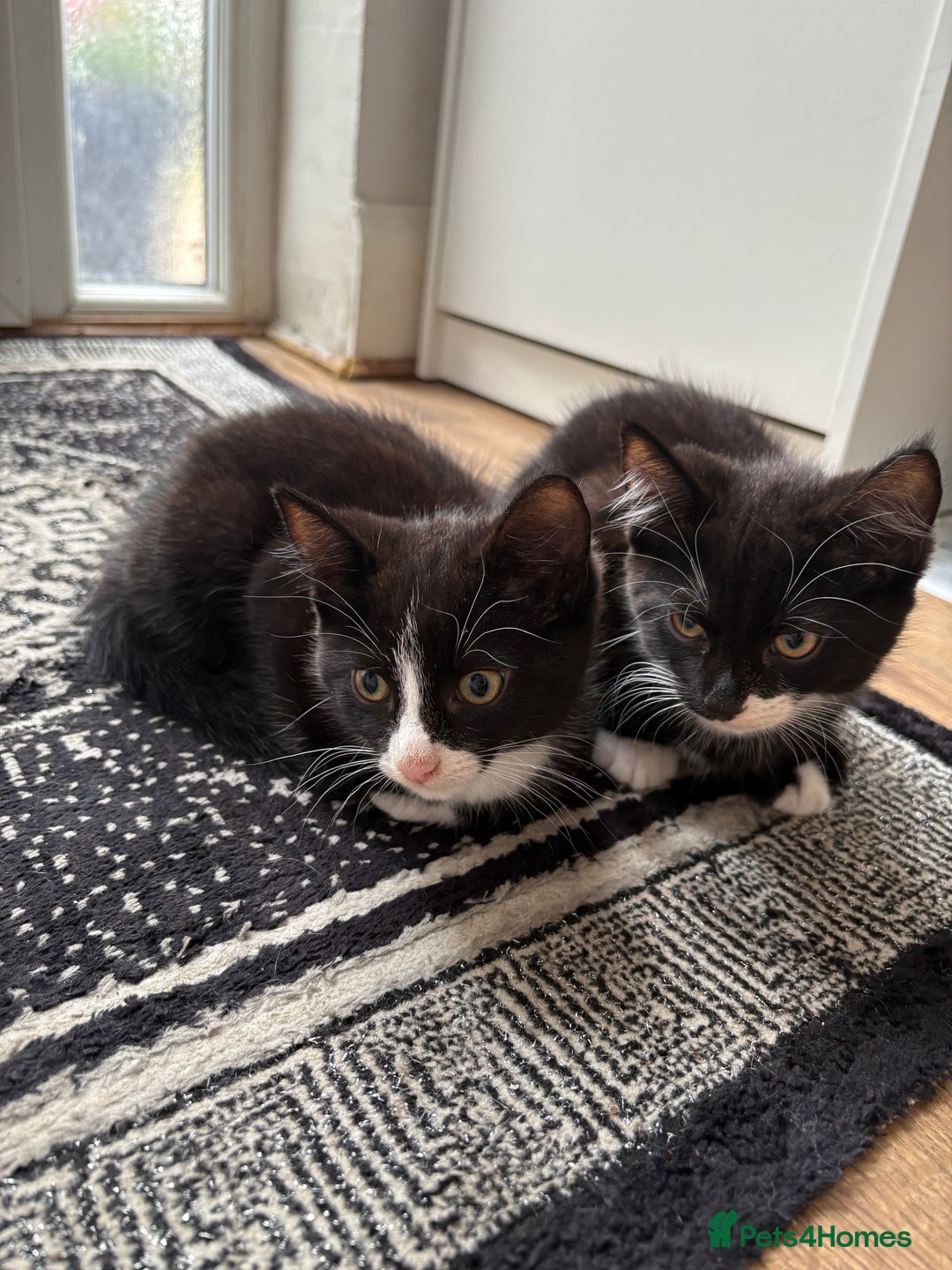 Mixed Breed cats for sale: Kittens mixed breed - Image 1