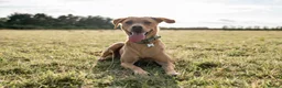 Goldador dogs for sale: 6 Beautiful Goldador Puppies - Advert 19