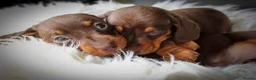 Miniature Dachshund dogs for sale: Outstanding Miniature Dachshund Pups - Advert 4