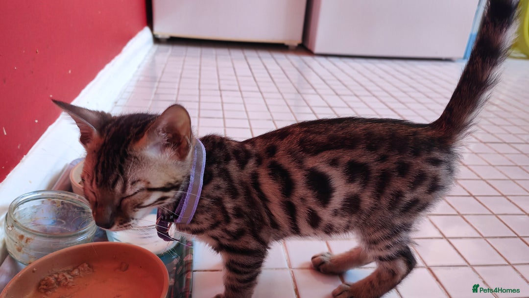 Bengal cats for sale: 1no. Female Bengal Kitten - Image 9