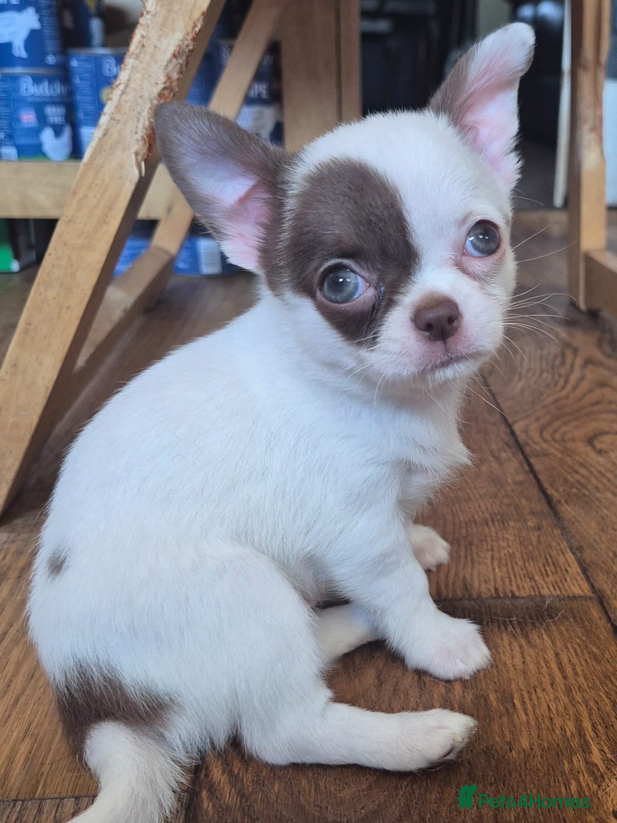 Chihuahua dogs  ❤️‍🔥KC Reg Parti Colour Chihuahua Girls❤️‍🔥  - Advert 1