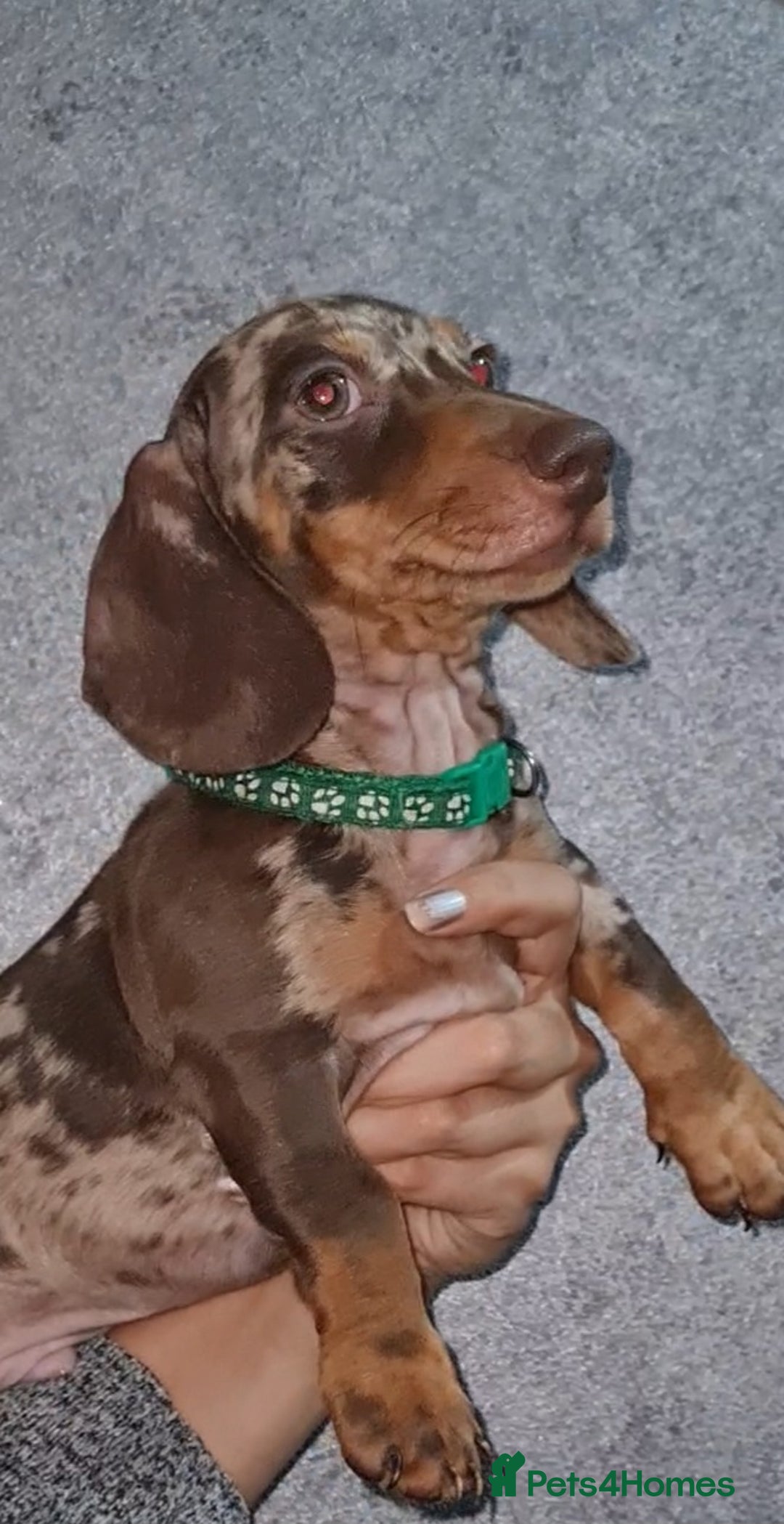 Miniature Dachshund dogs for sale: 🩵Beautiful Spotted Male Dachshund🩵 - Advert 3