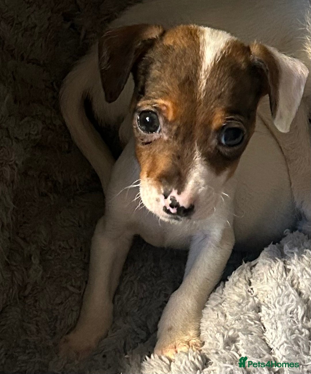 Mixed Breed dogs for sale: Jack cross sausage  - Advert 4