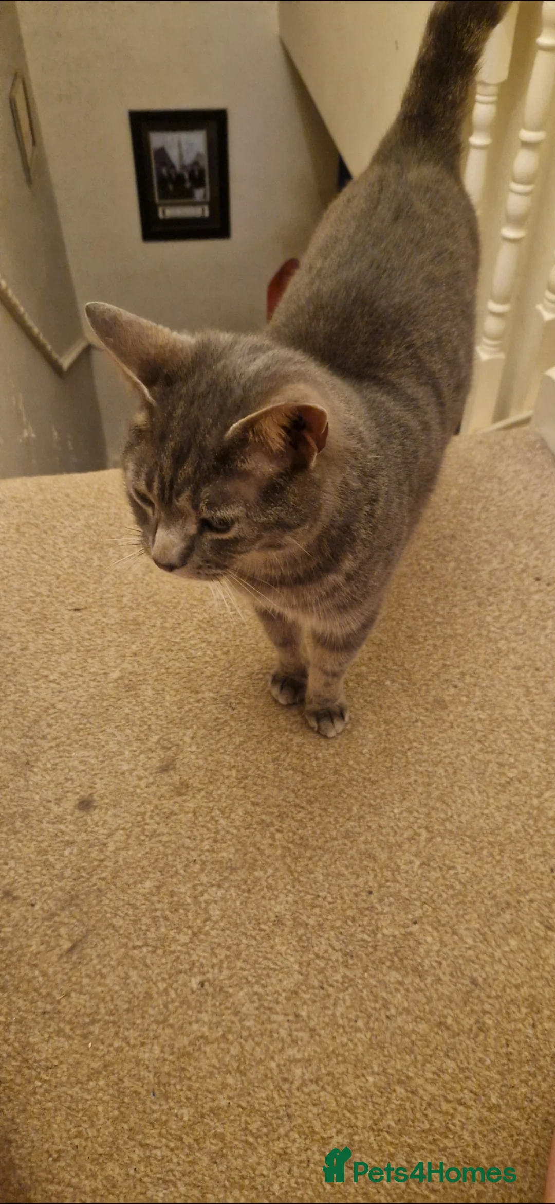 Mixed Breed cats for sale: 2 very chilled cats looking for their new home. - Advert 3