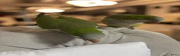 Parrots birds for sale: 🦜 Beautiful pair Quaker Looking for a Loving Home - Advert 5