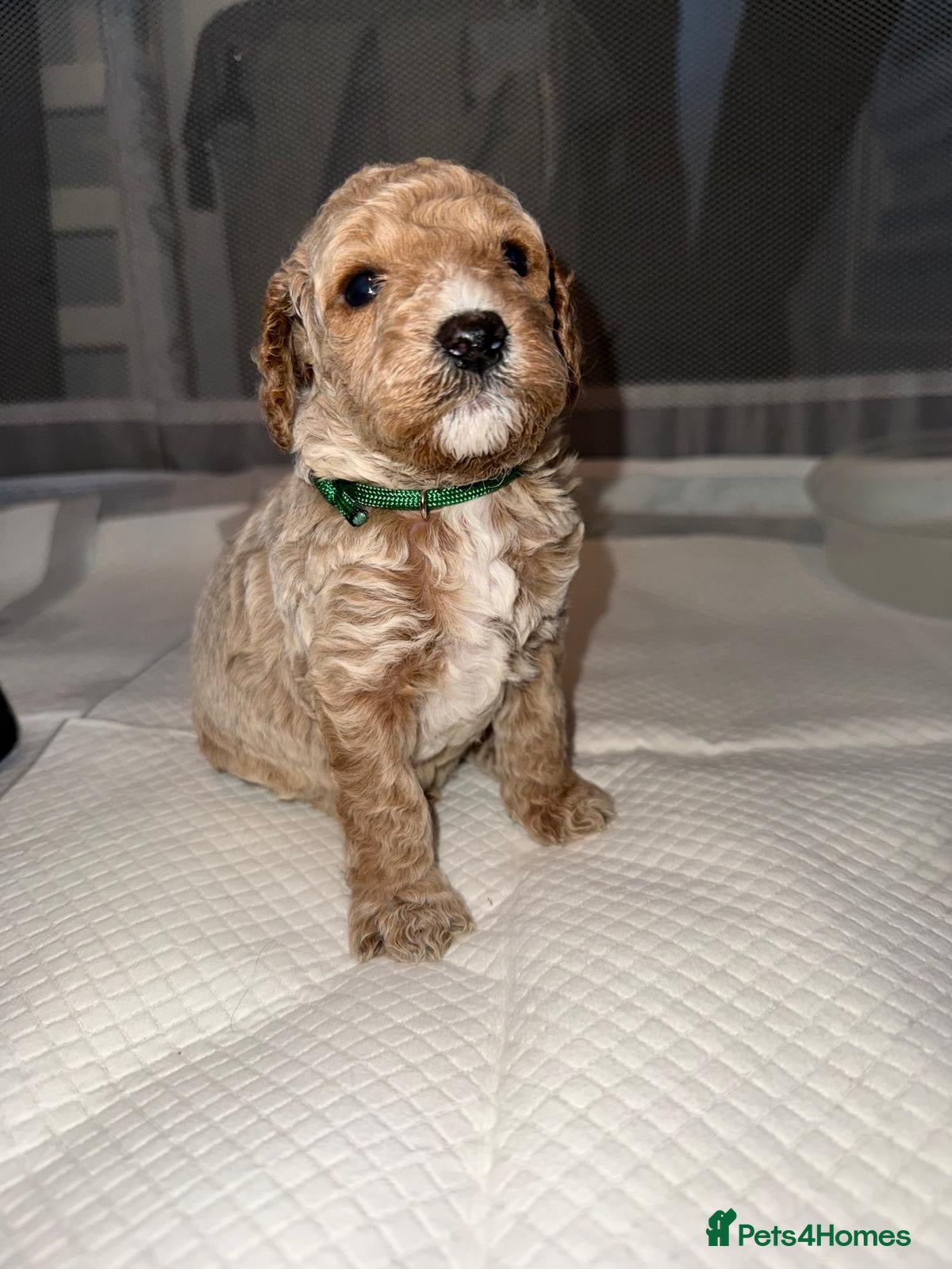 Cockapoo dogs Miniature Cockapoo  - Advert 1