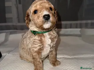 Cockapoo dogs Miniature Cockapoo - Advert 2