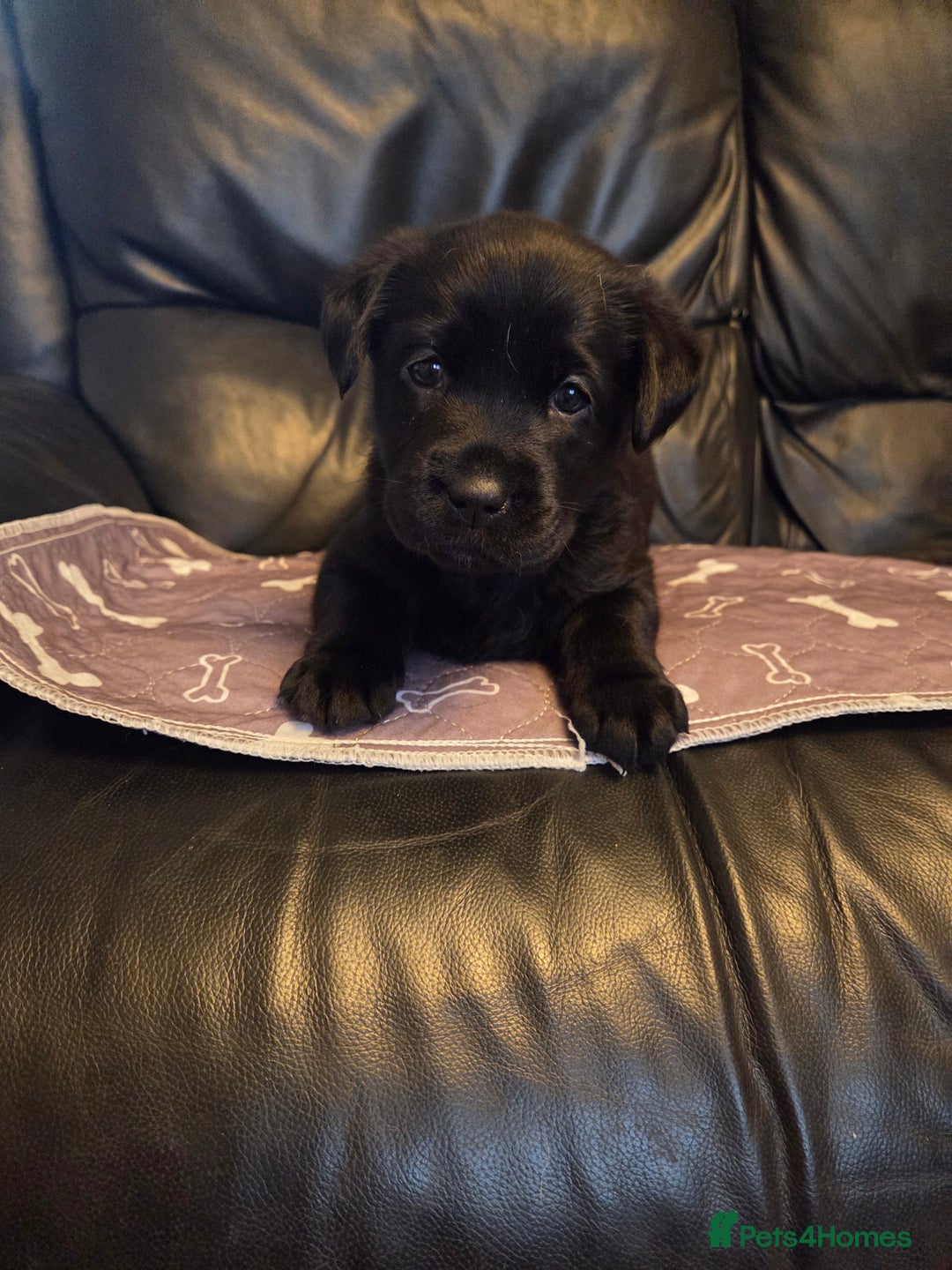 Labrador Retriever dogs for sale: Labrador - Advert 5