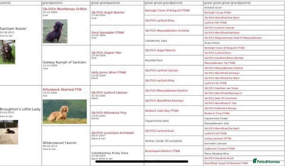 Cocker Spaniel dogs for stud: Choc & tan health tested working cocker in Doncaster - Advert 7