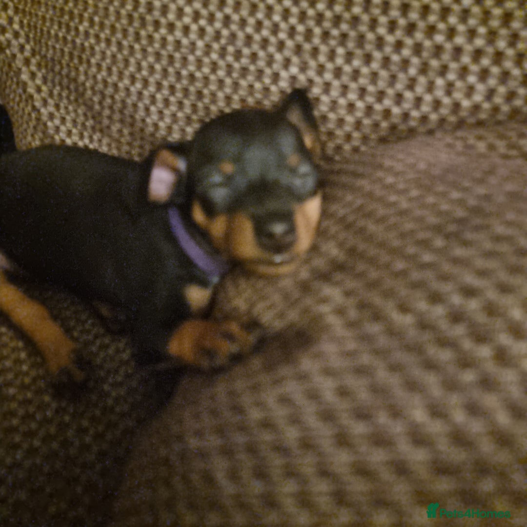Miniature Pinscher dogs for sale: Miniature pinscher pups - Advert 17